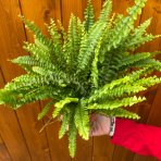 Ľadviník (Nephrolepis exaltata) ´GREEN LADY´ - výška 25-30 cm, kont. C2L